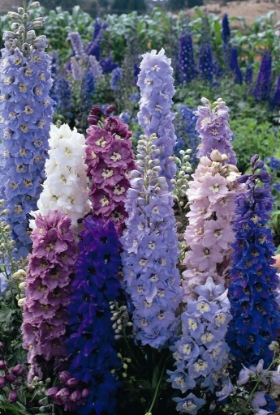 Picture of Delphinium Pacific Giants - Round Table